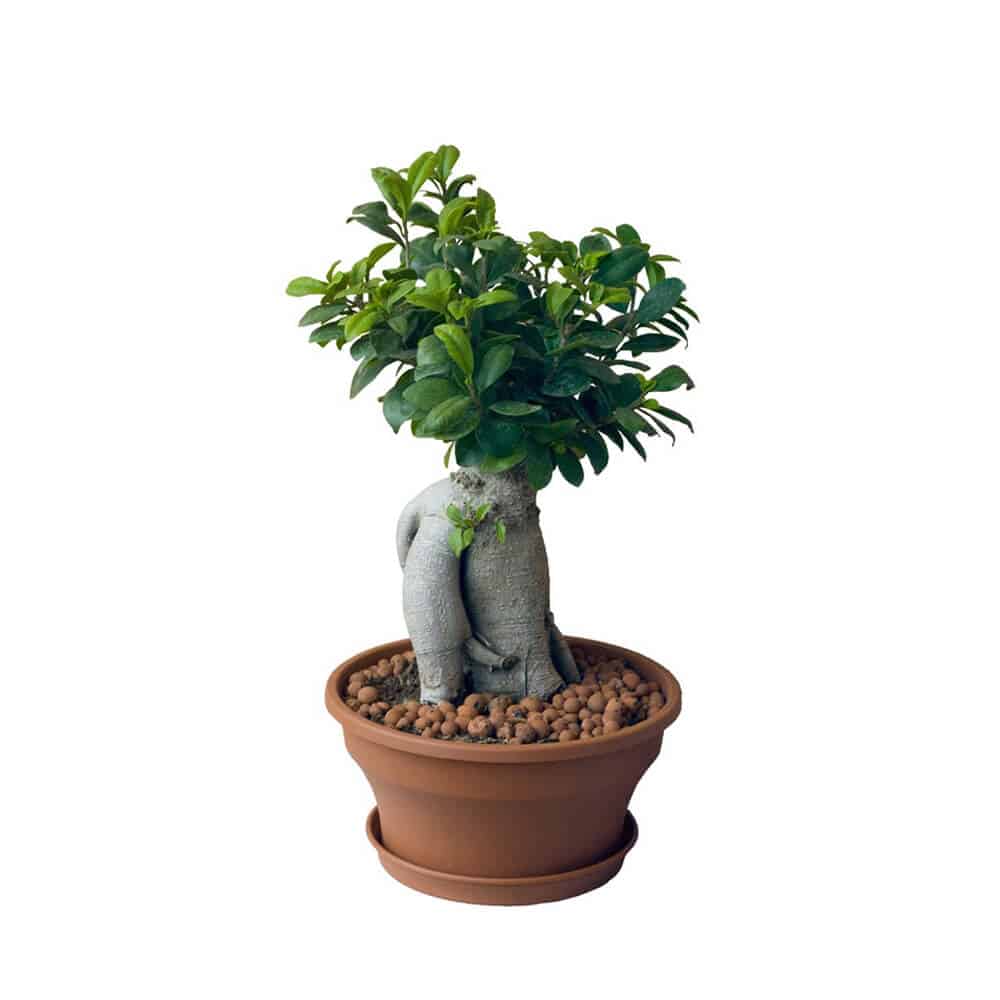 pic46 free img pic46 free img