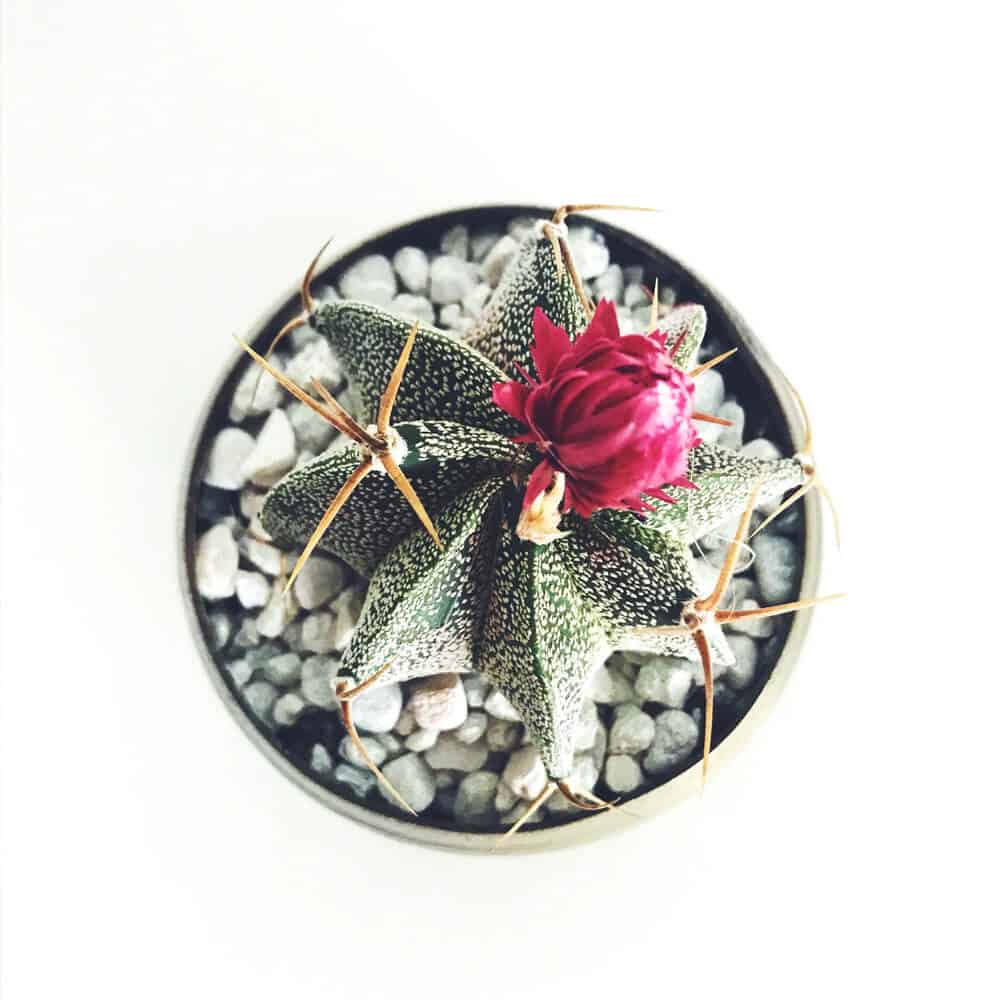 pic52 free img pic52 free img